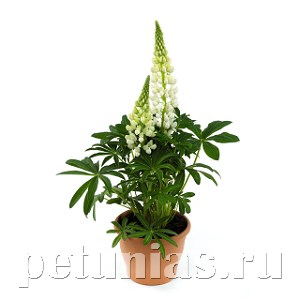 Люпин Lupini White - 5 шт 10774