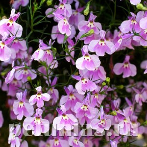 Лобелия ампельная Regatta Lilac - 5 шт 10747