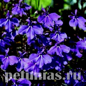 Лобелия ампельная Regatta Midnight Blue - 5 шт 10748
