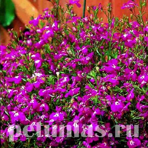 Лобелия ампельная Regatta Rose - 5 шт 10749