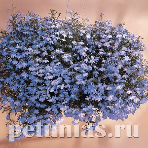Лобелия ампельная Regatta Sky Blue - 5 шт 10750