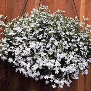 Лобелия ампельная Regatta White - 5 шт 10751