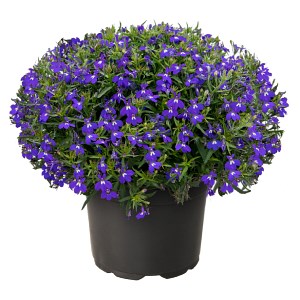 Лобелия Masterpiece Blue with Eye - 5 шт 10752