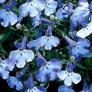 Лобелия Riviera Blue Splash  - 5 шт 10754