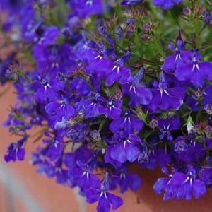 Лобелия Riviera Marine Blue  - 5 шт 10756