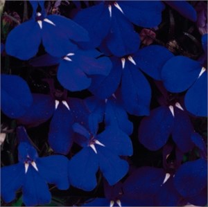 Лобелия Riviera Midnight Blue  - 5 шт 10757