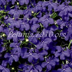 Лобелия Palace Blue - 5 шт 10761