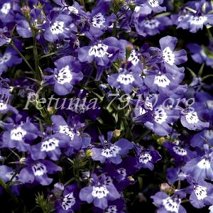 Лобелия Palace Blue with Eye - 5 шт 10762