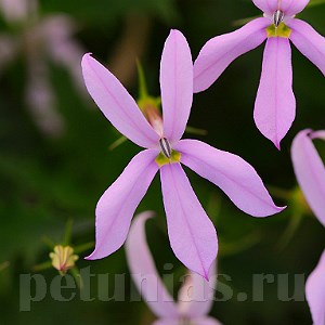 Лаурентия Gemini Pink - 5 шт 10746