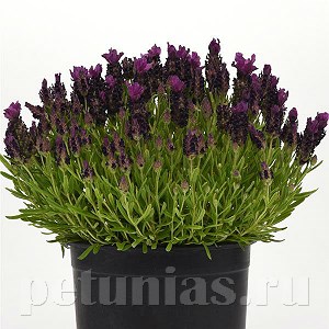 Лаванда испанская Bandera Deep Purple - 5 шт 10735