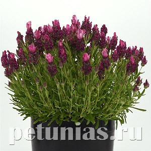 Лаванда испанская Bandera Deep Rose - 5 шт 10736