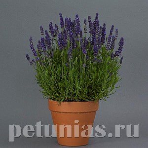 Лаванда узколистная Blue Spear - 5 шт 10739