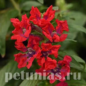 Куфея Sweet Talk Red - 3 шт 10734
