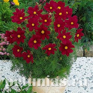 Космея Sonata Carmine - 10 шт 10721