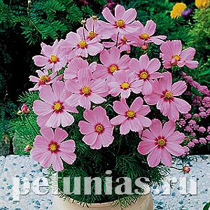 Космея Sonata Pink Blush - 10 шт 10723