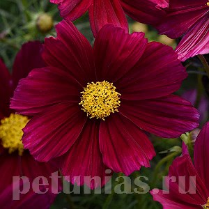 Космея Sonata Purple Shades - 10 шт 10724