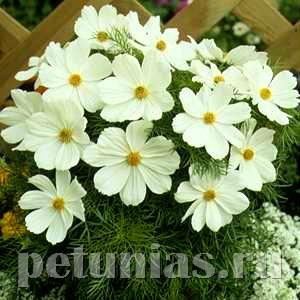 Космея Sonata White - 10 шт 10726