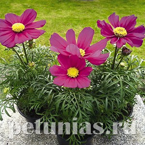 Космея Casanova Violet - 10 шт 10729