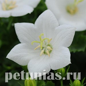 Колокольчик карпатский Rapido White - 5 шт 10720