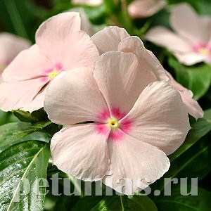 Катарантус Mediterranean XP Peach - 5 шт 10669