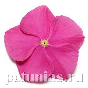 Катарантус Pacifica XP Deep Orchid - 10 шт 10680