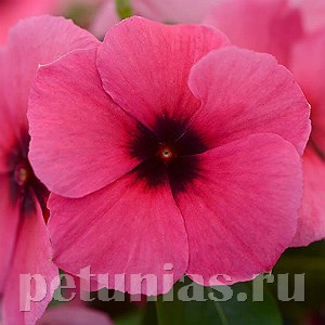 Катарантус Tattoo Raspberry - 5 шт 10689