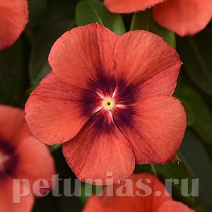 Катарантус Tattoo Tangerine - 5 шт 10690