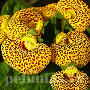 Кальцеолярия Dainti Yellow with Spots - 5 шт 10650