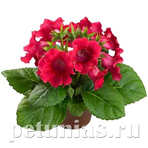 Глоксиния MultiBells Cherry - 5 шт 10605