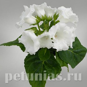 Глоксиния MultiBells White - 5 шт 10606
