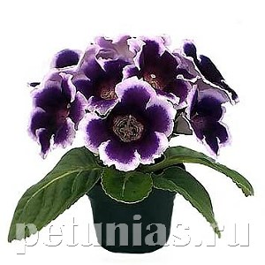 Глоксиния Empress Blue Picotee - 5 шт 10607