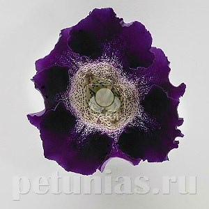Глоксиния Empress Purple Spotted Throat - 5 шт 10611