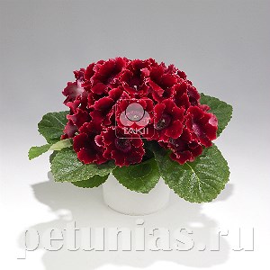 Глоксиния Empress Red - 5 шт 10612