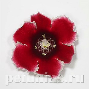 Глоксиния Empress Red Picotee - 5 шт 10613