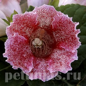 Глоксиния Empress Red Spotted - 5 шт 10614