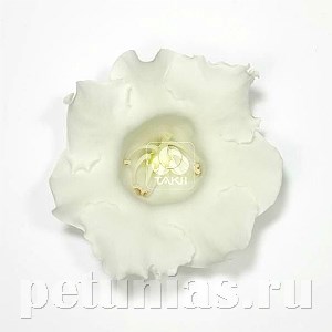 Глоксиния Empress White - 5 шт 10615
