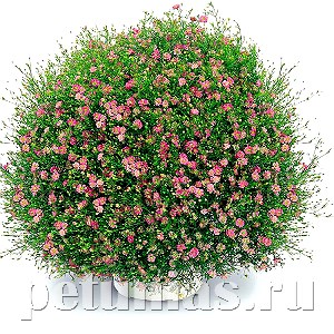Гипсофила стенная Gypsy Deep Rose - 3 шт 10601