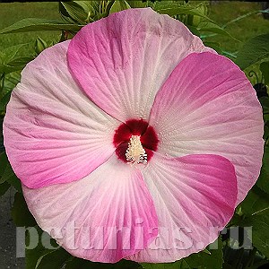Гибискус Luna Pink Swirl - 3 шт 10594