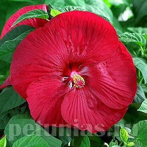 Гибискус Luna Red - 3 шт 10595