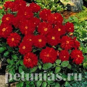 Георгина Figaro Red Shades - 10 шт 10590