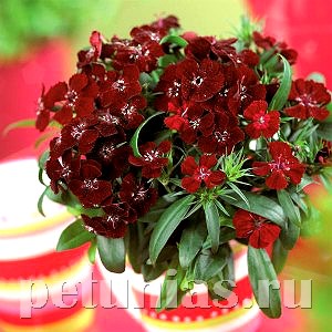 Гвоздика Diabunda Crimson - 5 шт 10549