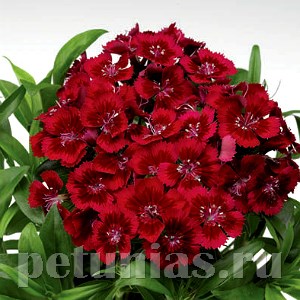 Гвоздика Diabunda Red - 5 шт 10553