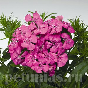 Гвоздика Diabunda Rose - 5 шт 10555