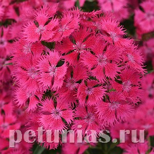 Гвоздика Rockin' Rose - 3 шт 10559
