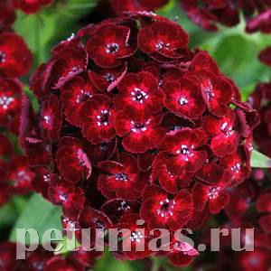 Гвоздика Dash Crimson - 3 шт 10572