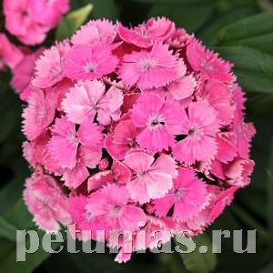 Гвоздика Dash Pink - 3 шт 10574