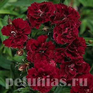 Гвоздика Dinasty Red Improved - 5 шт 10579