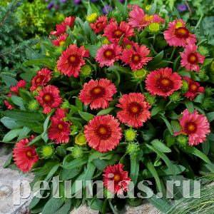 Гайлардия Arizona Red Shades - 5 шт 10524