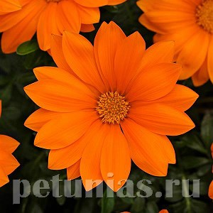 Гацания New Day Clear Orange - 5 шт 10543