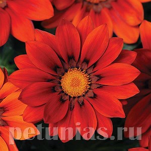 Гацания New Day Red Shades - 5 шт 10545